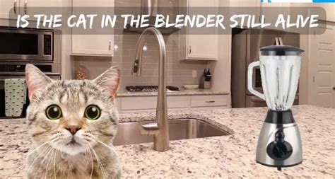 cat in a blender twitter|I watched the cat blender video out of curiosity and now i can